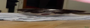 Chihuahua 4