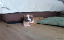 American Staffordshire Terriër honden te koop: beautiful Puppies for sale   - Afbeelding 7