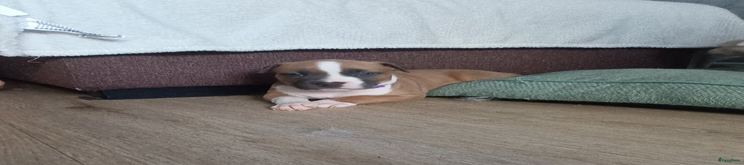 American Staffordshire Terriër Puppy 3