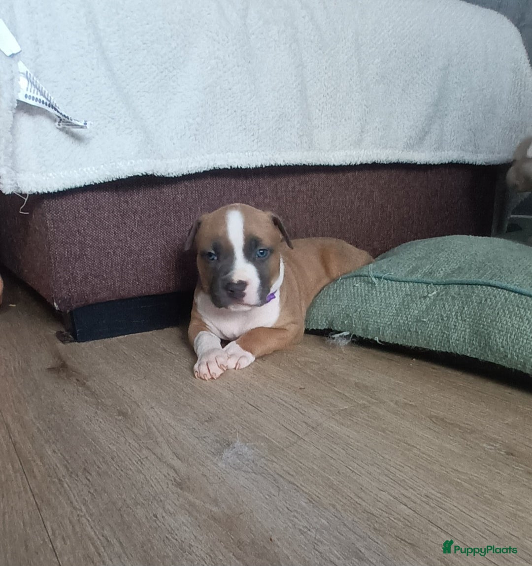 American Staffordshire Terriër honden te koop: beautiful Puppies for sale   - Afbeelding 7