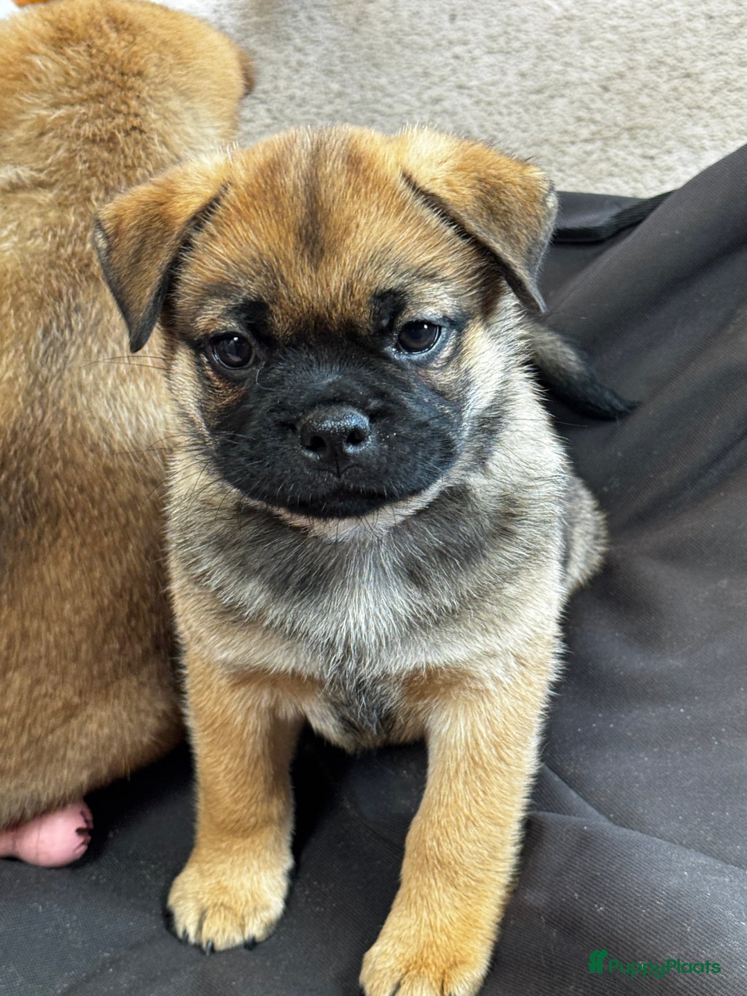 Retromops honden te koop: Retromops pups van volledig geteste ouders - Afbeelding 9