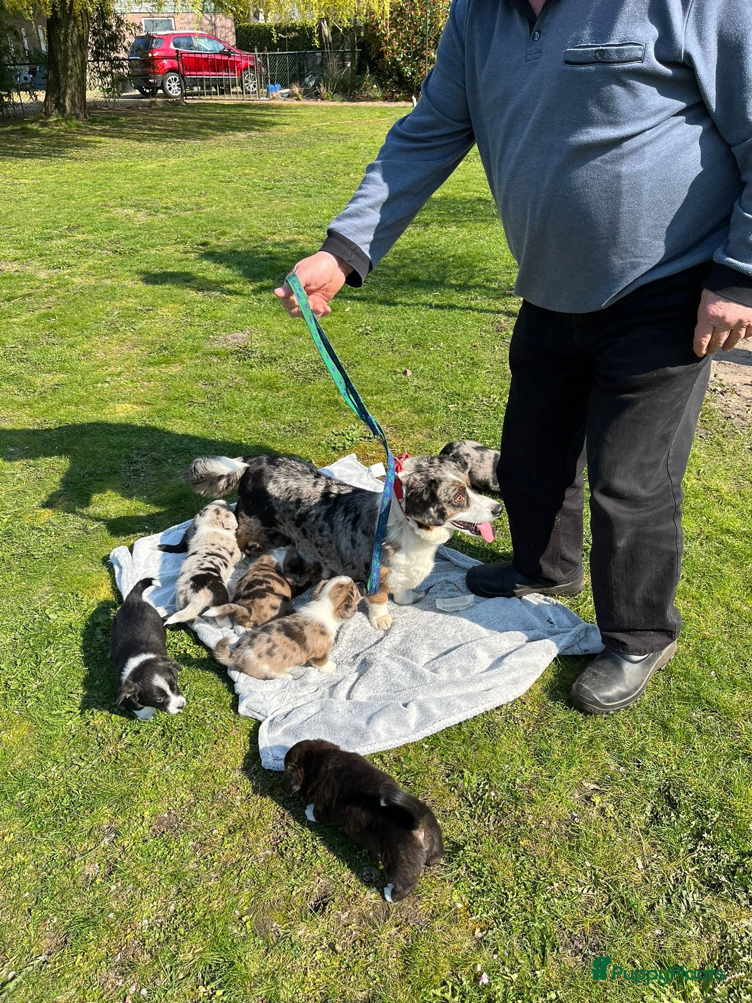 Welsh Corgi Cardigan honden Mooie Welsh Corgi Cardigan pups te koop - Advertentie 2