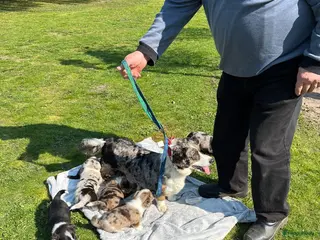 Welsh Corgi Cardigan honden Mooie Welsh Corgi Cardigan pups te koop - Advertentie 2