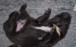 Pomchi honden te koop: Pomchi pups - Afbeelding 2