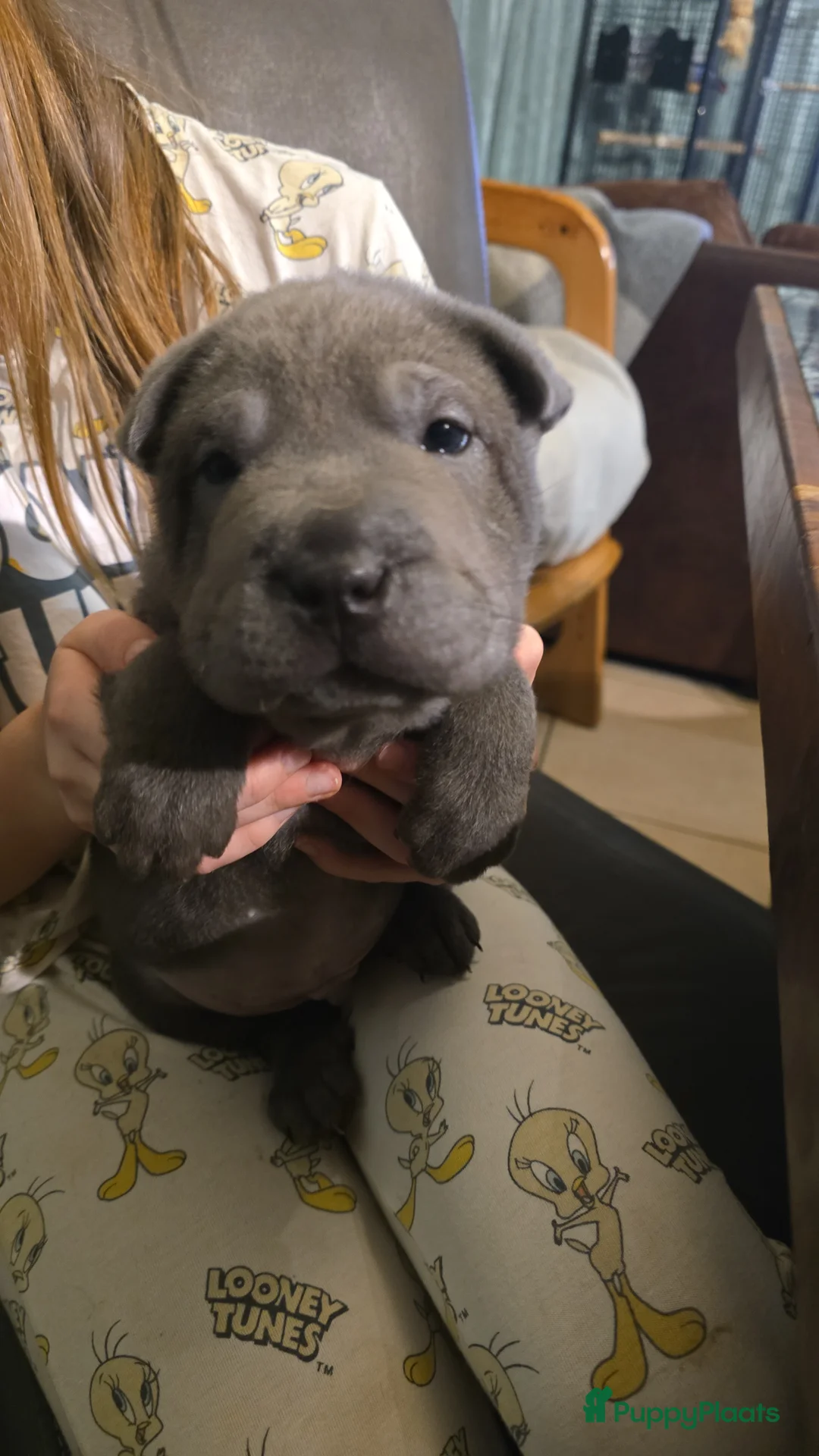 Shar Pei honden te koop: Sharpei - Advertentie 5