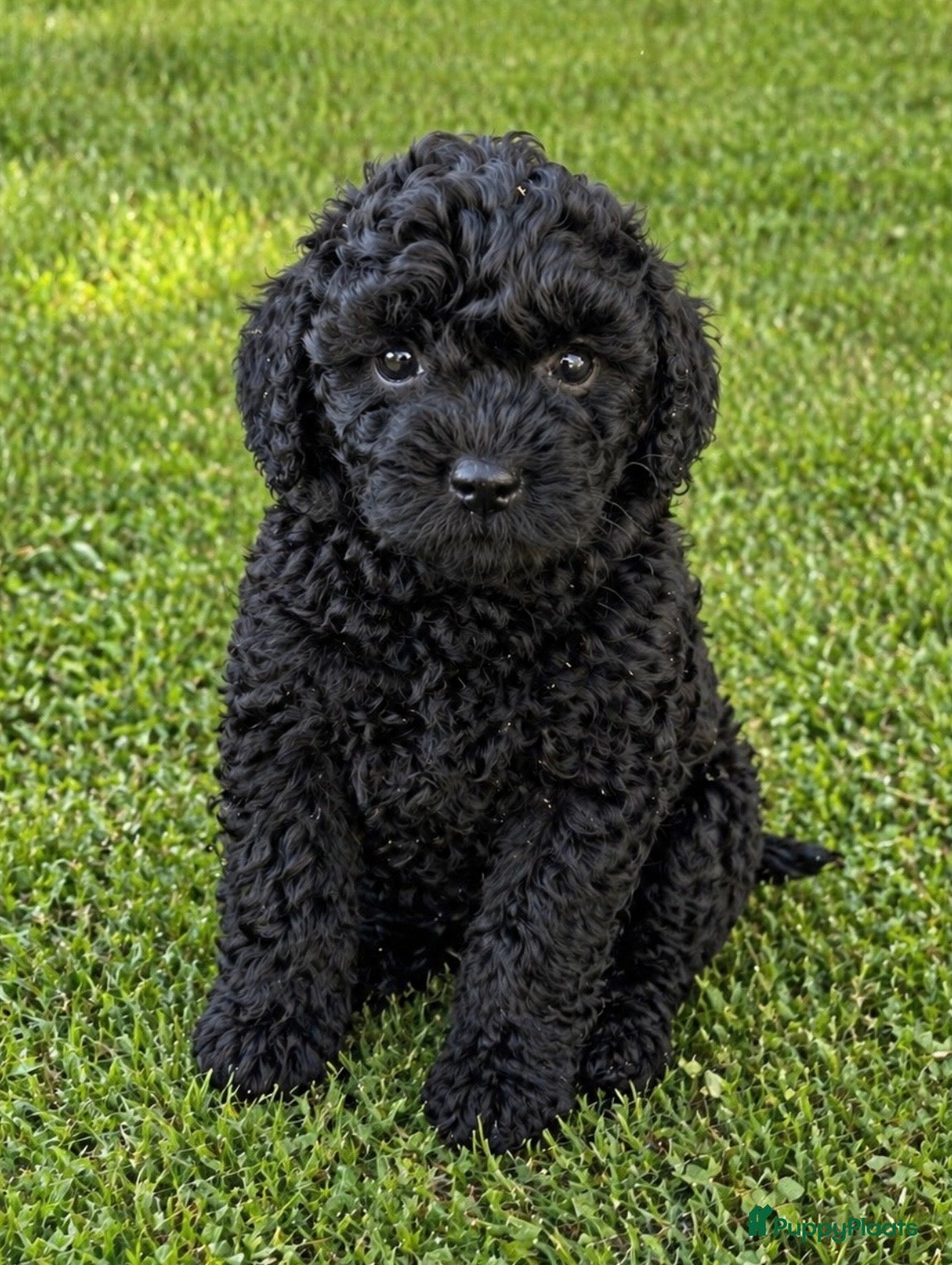 Kruising honden Super knappe boompoo reu klein blijvend  - Advertentie 6