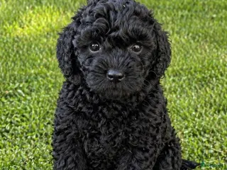 Kruising honden Super knappe boompoo reu klein blijvend - Advertentie 6