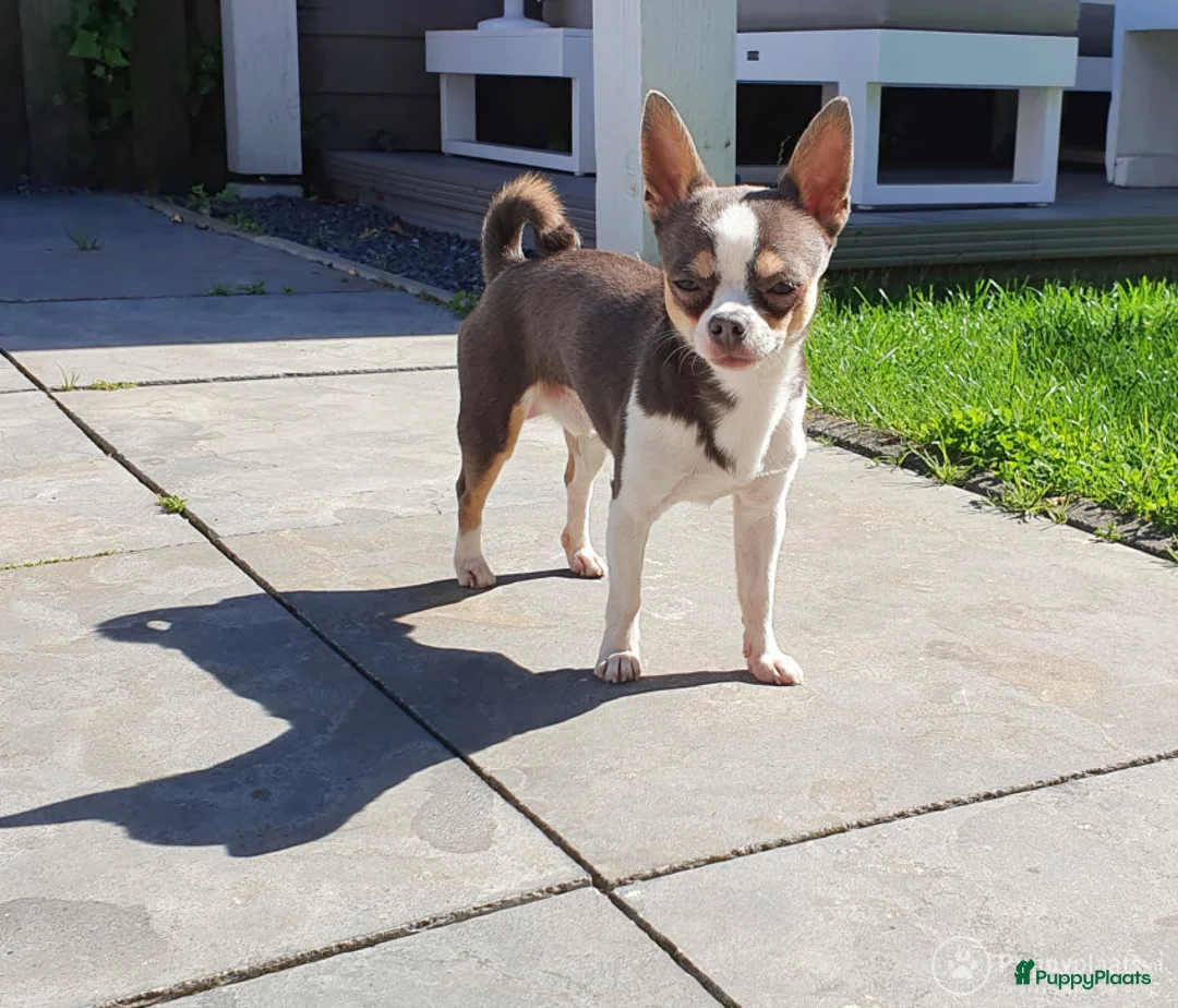 Chihuahua honden ter dekking: Prachtige BLAUW/GRIJZE chihuahua dekreu - Advertentie 4