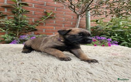 Mechelse Herder honden te koop: Puppy's Mechelse herder - mogen naar nieuw huisje - Afbeelding 24
