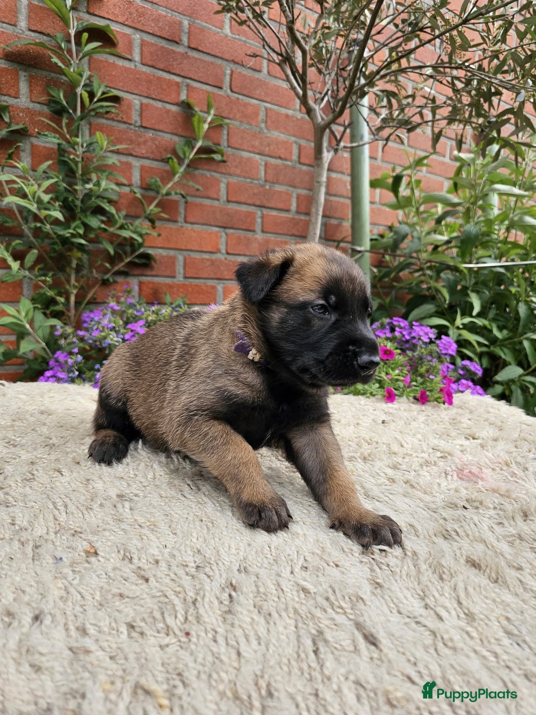 Mechelse Herder honden te koop: Puppy's Mechelse herder - mogen naar nieuw huisje - Afbeelding 24