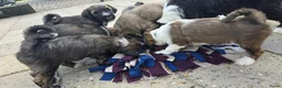 Tibetaanse Terriër honden te koop: Tibetaanse terriër pups met FCI stamboom - Advertentie 16