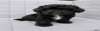 Maltipoo 1