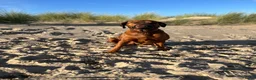 Rhodesian Ridgeback honden te koop: Pups verwacht maart 26 (België) - Advertentie 3