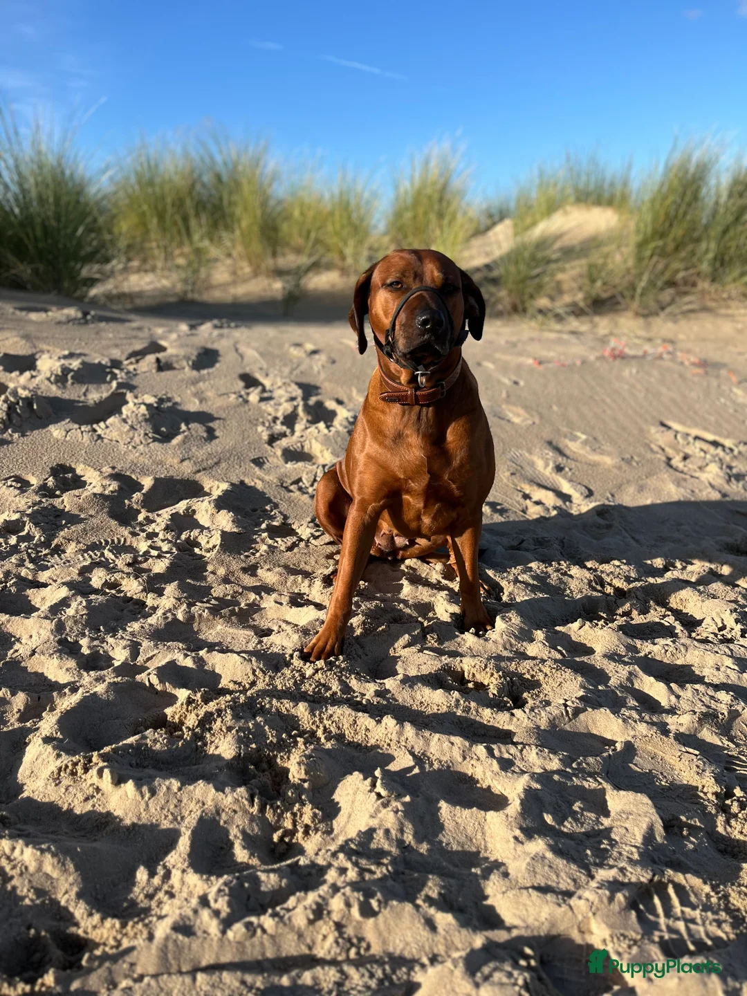 Rhodesian Ridgeback honden te koop: Pups verwacht maart 26 (België) - Advertentie 3