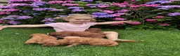 Poedel Toy honden te koop: Prachtig nestje rode/abricot toy poedels toypoedel - Advertentie 25