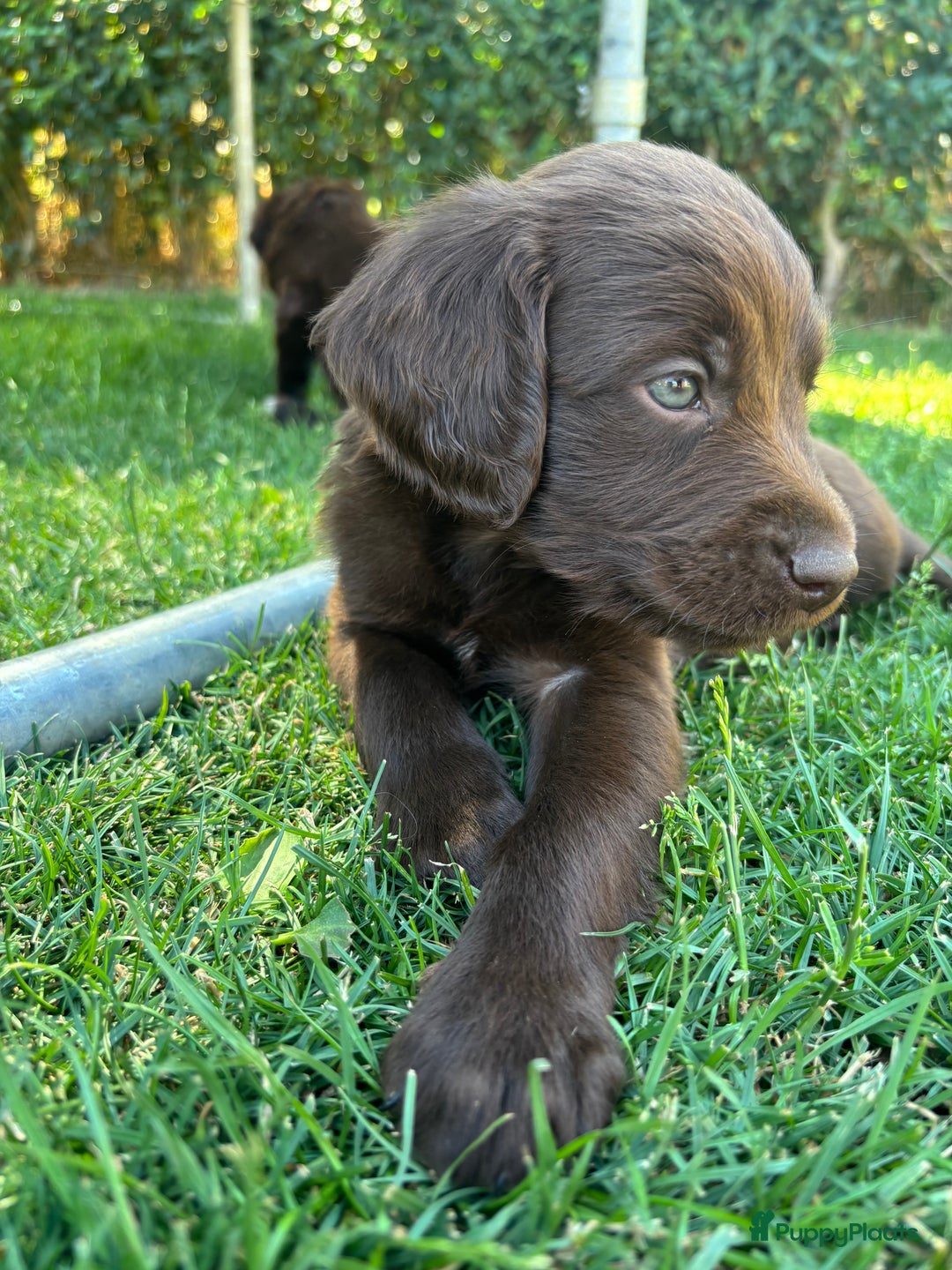 Duitse Staande Hond Langhaar honden te koop: Duitse staande langhaar pups  in Maastricht - Afbeelding 28