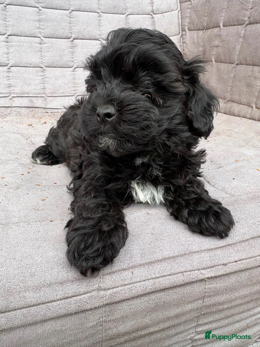 Poedel Toy honden te koop: Toypoedel - Advertentie 15