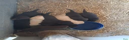 Labrador Retriever honden te koop: Te koop mooie labrador pups - Advertentie 7