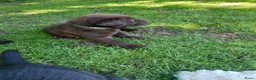 Labrador Retriever honden te koop: Leuke lieve Labrador Pups - Advertentie 4