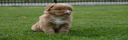 Nova Scotia Duck Tolling Retriever honden te koop: Nova Scotia Duck Tolling Retriever pups # Toller - Advertentie 20