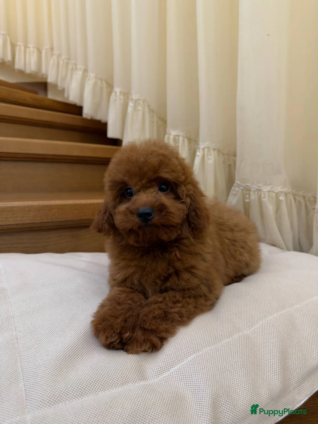 Poedel Toy honden te koop:  Toy Poedel pups - Advertentie 2