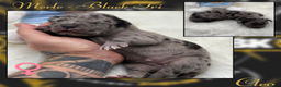 Amerikaanse Bully honden te koop: American Bully XL - Black Merle - Advertentie 9