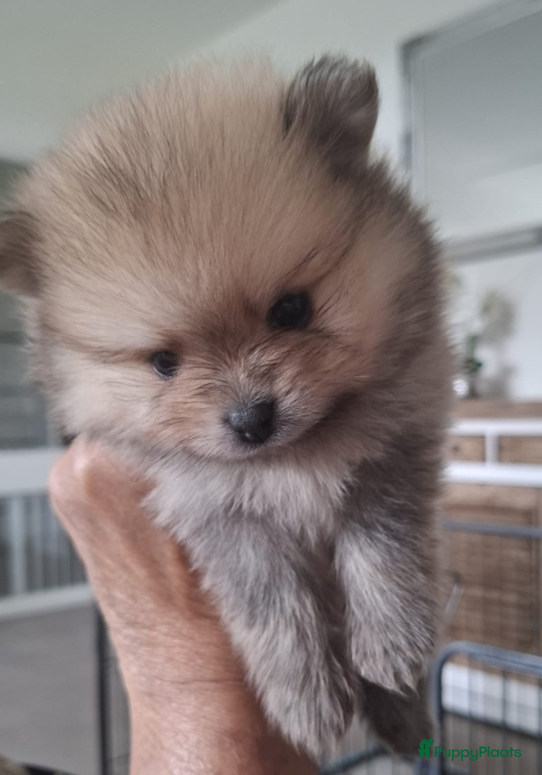 Pomeriaan honden te koop: Nederlandse Dwergkees/Pomeranian pups  - Afbeelding 8