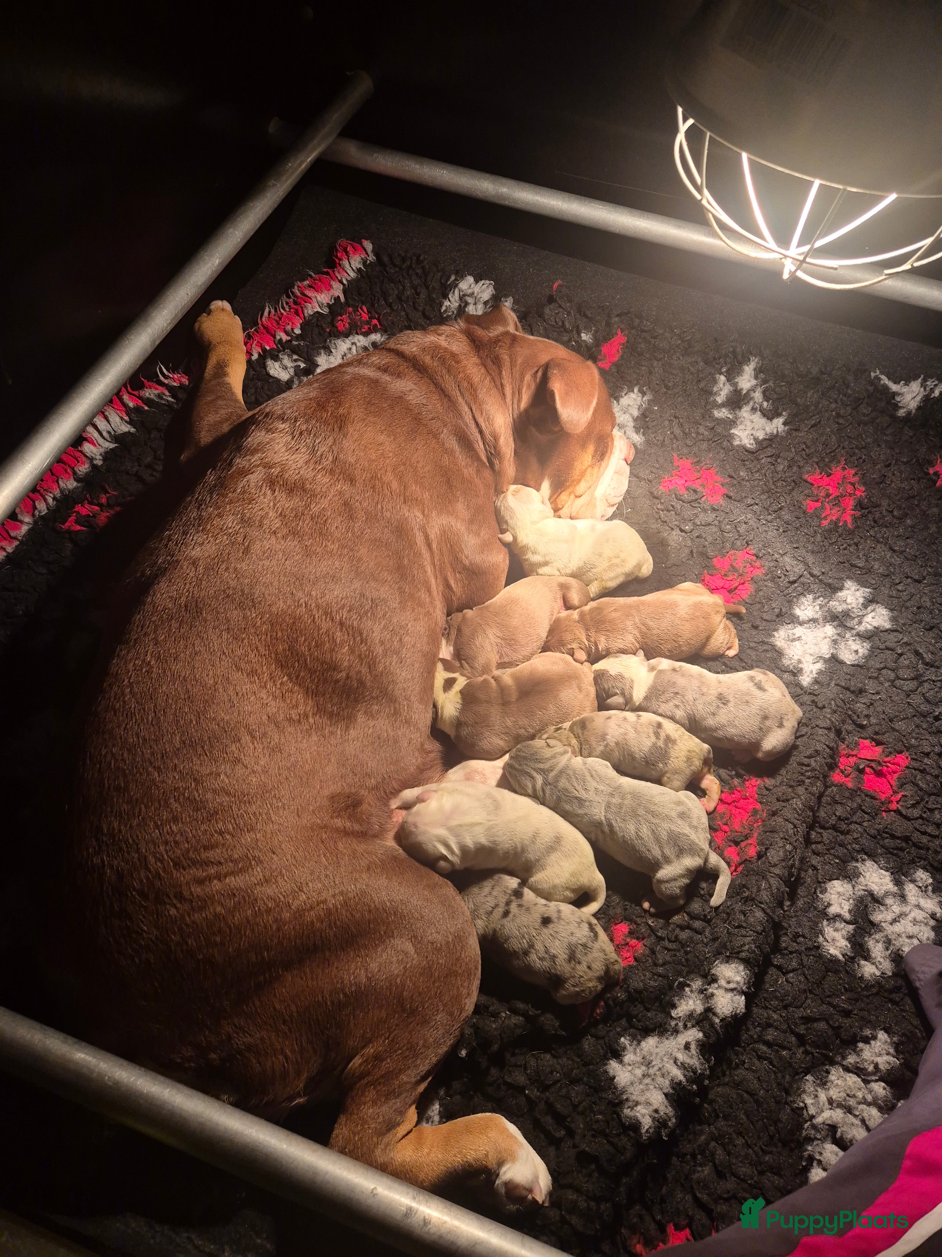 Old English Bulldog honden Old English Bulldog pups - Advertentie 11