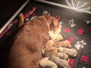 Old English Bulldog honden Old English Bulldog pups - Advertentie 11