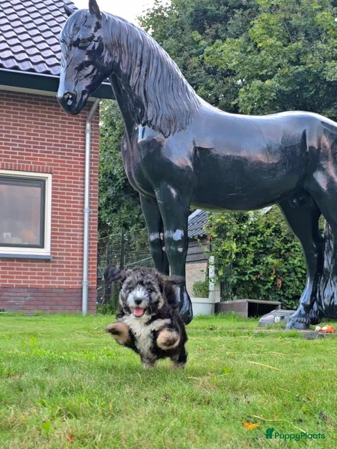 Maltipoo honden te koop: 🥰 2 Prachtige Maltipoo pups! Unieke kleuren 🐶 - Advertentie 2