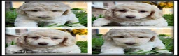Kruising honden te koop: Boompoo F1b pups. Boomer x Poedel - Advertentie 10