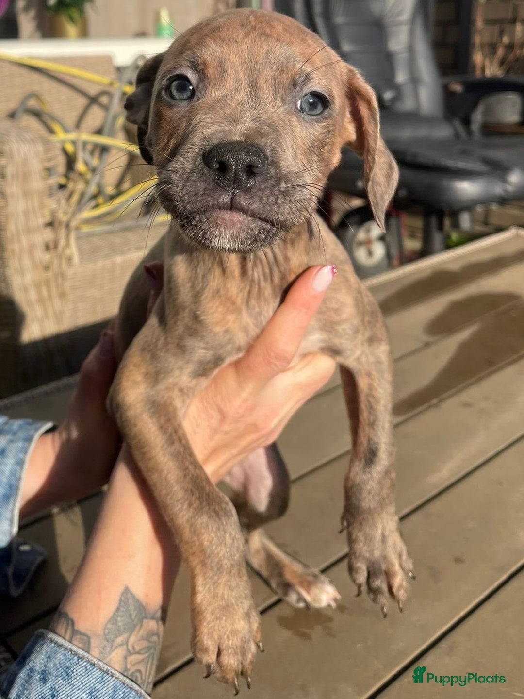 Kruising honden te koop: Pitbull x Cane Corso x Old English Bulldog puppies - Advertentie 3