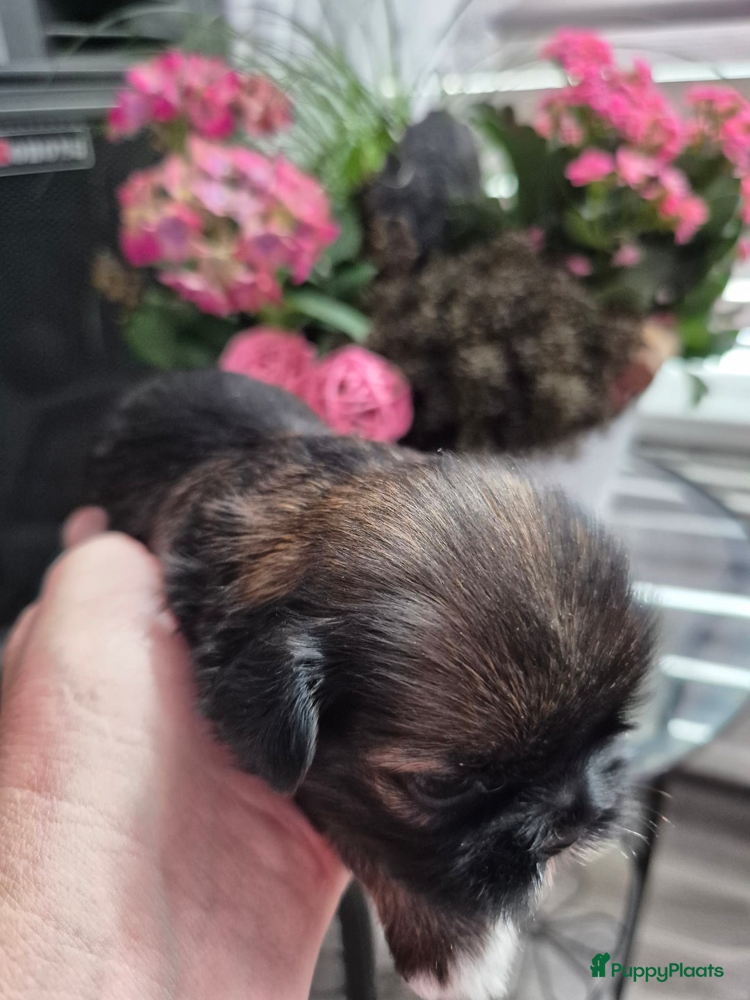Shih Tzu honden te koop: Te koop  - Afbeelding 6
