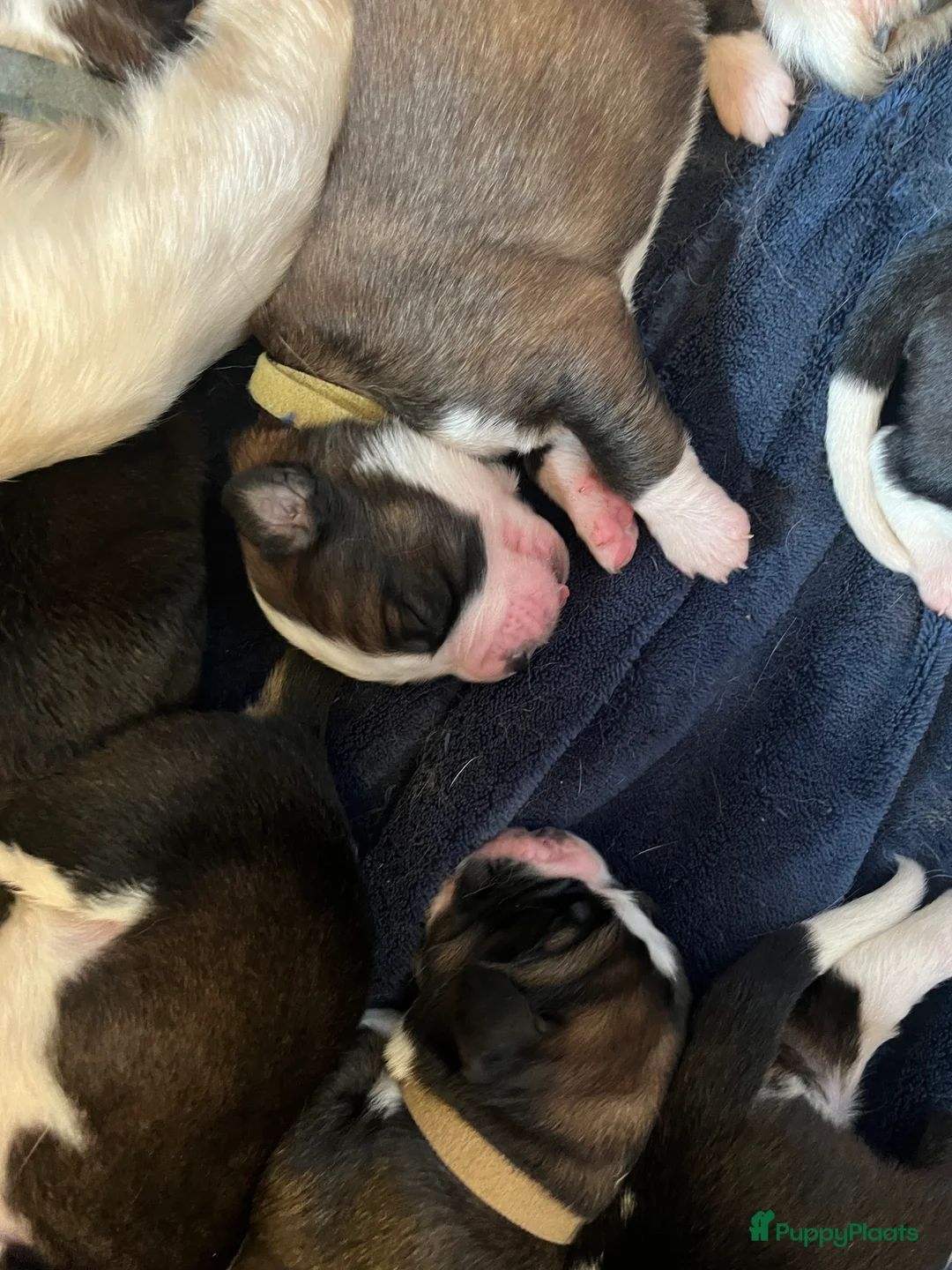 Kruising honden te koop: Lieve Sint-Bernard pups - Advertentie 6