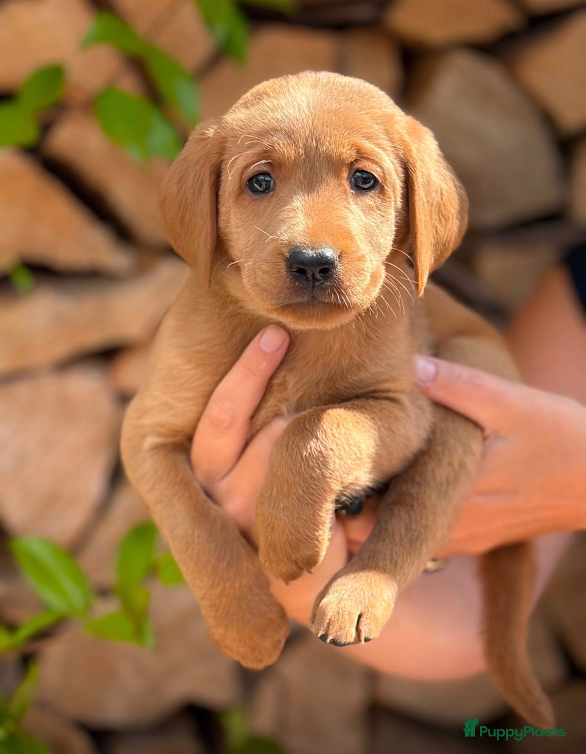 Labradoodle honden Laatste teefje Medium Labradoodle🐾 - Advertentie 2