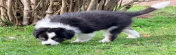 Australian Shepherd honden te koop: 2 Australian shepherd reutjes - Advertentie 14