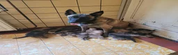Kruising honden te koop: Puppy's Mechelse Herder X Australian Shepherd  - Advertentie 10
