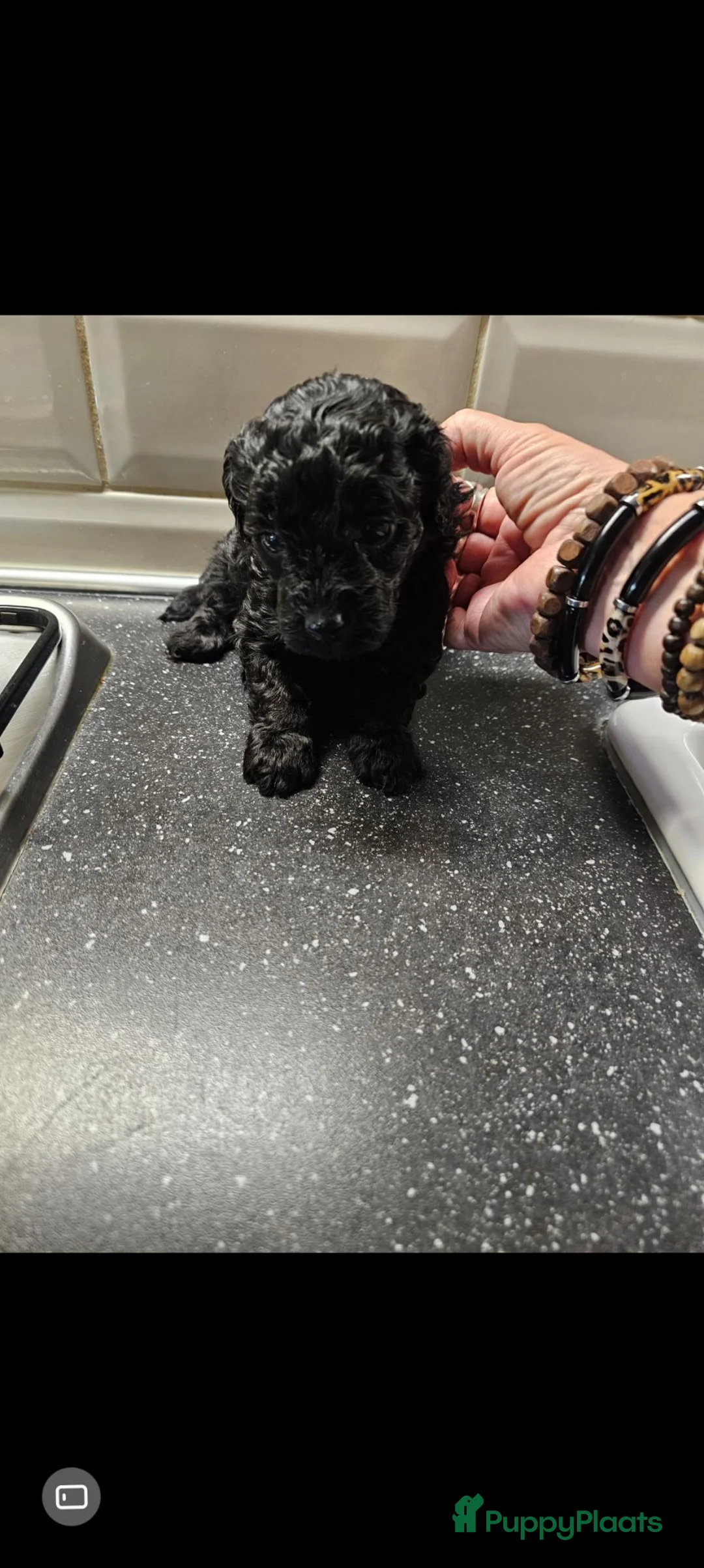 Poedel Toy honden te koop: Poedel Toy pups  in Nijmegen - Advertentie 1
