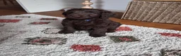 Labradoodle honden te koop: Prachtige medium labradoodle pups - Advertentie 5