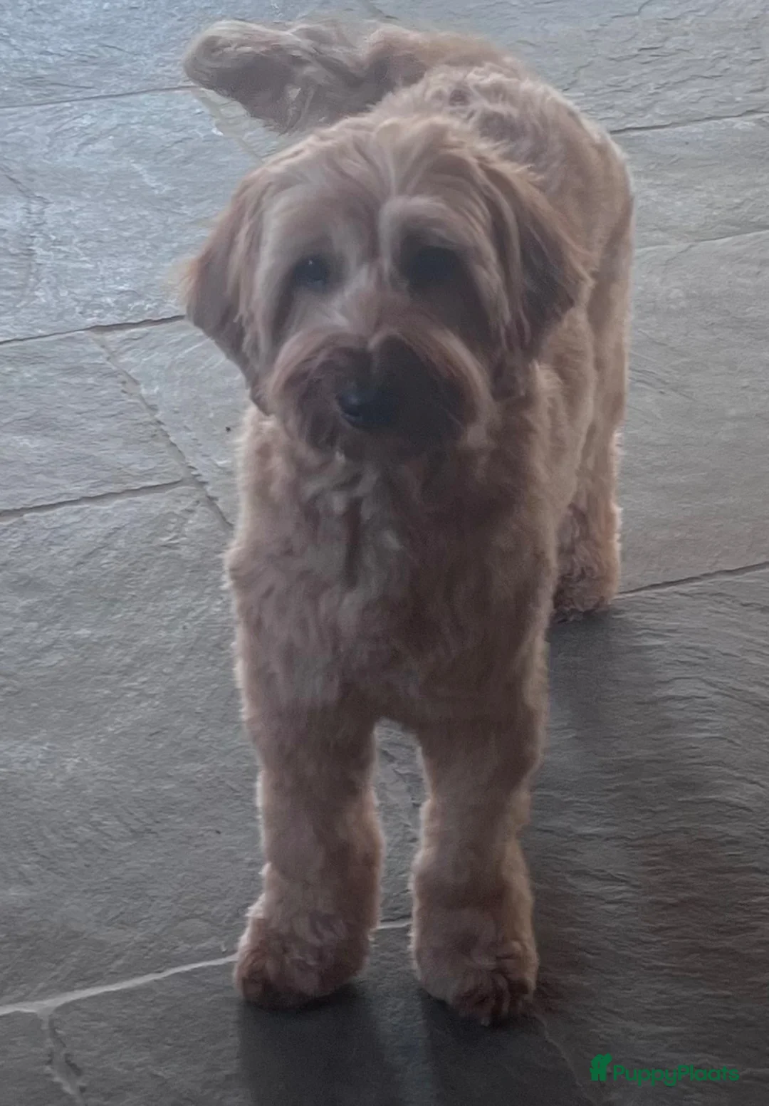 Labradoodle honden te koop: Labradoodle pup reu - Advertentie 2