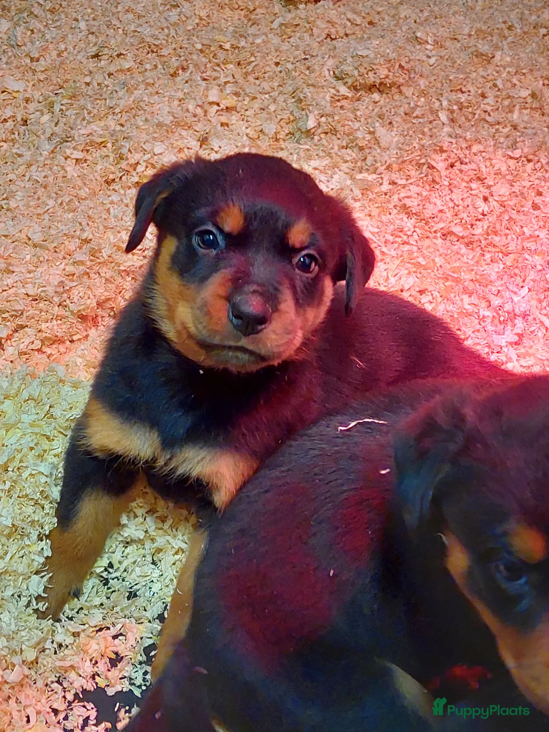 Rottweiler honden te koop: Rottweiler pup  - Advertentie 6