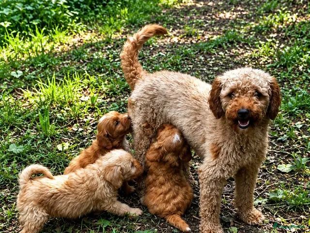 Labradoodle honden Labradoodle pups Medium - Advertentie 2