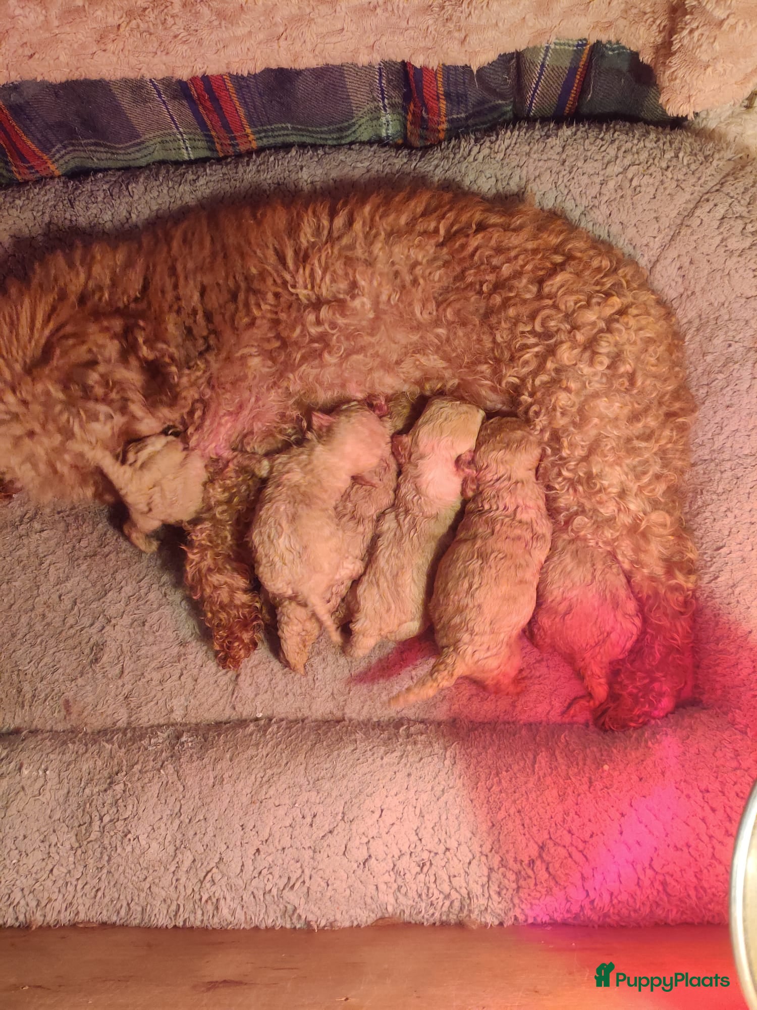 Kruising honden Prachtige puppy's maltipoo  poedel - Advertentie 5