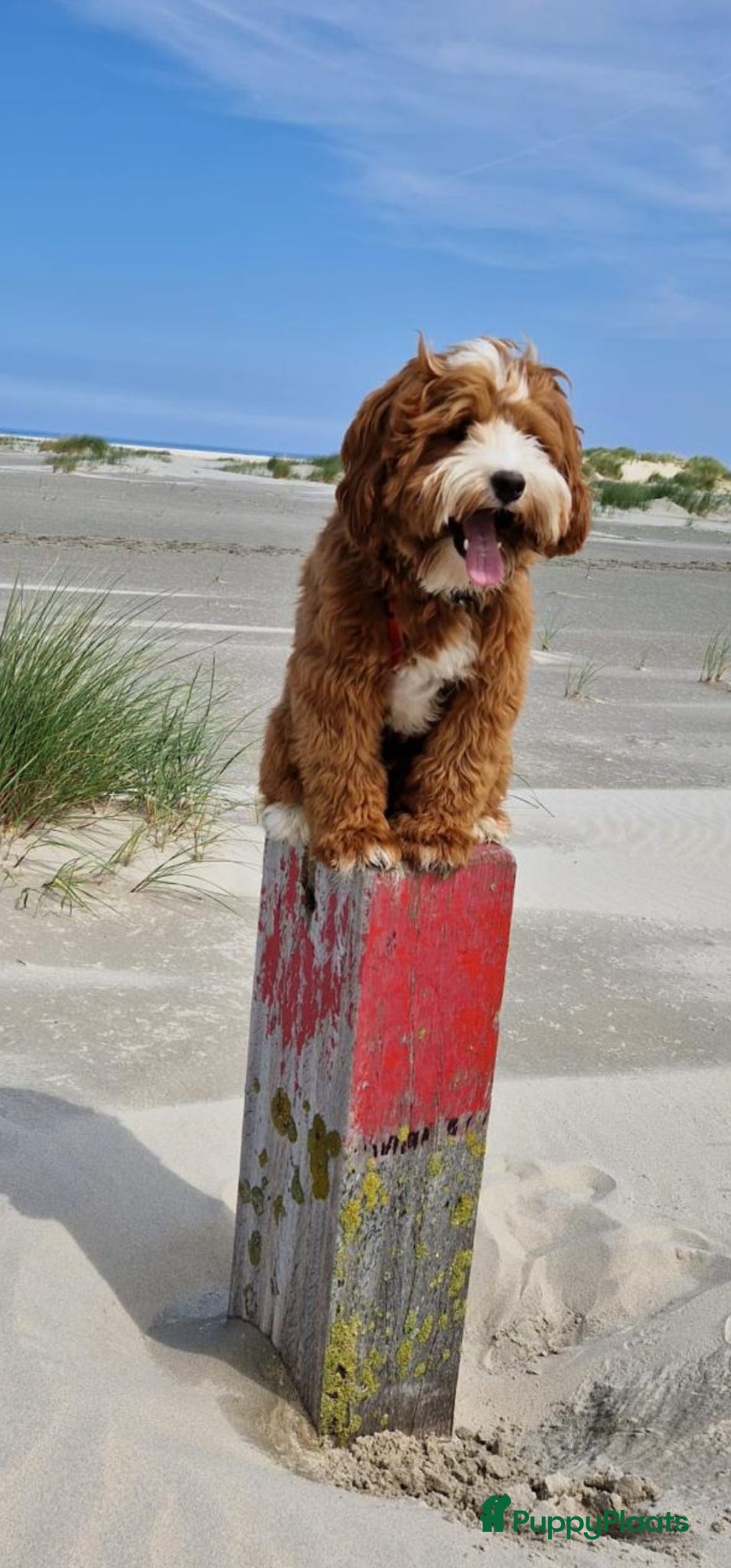 Australian Labradoodle honden te koop: Nestje Australian Labradoodles mini - Advertentie 24