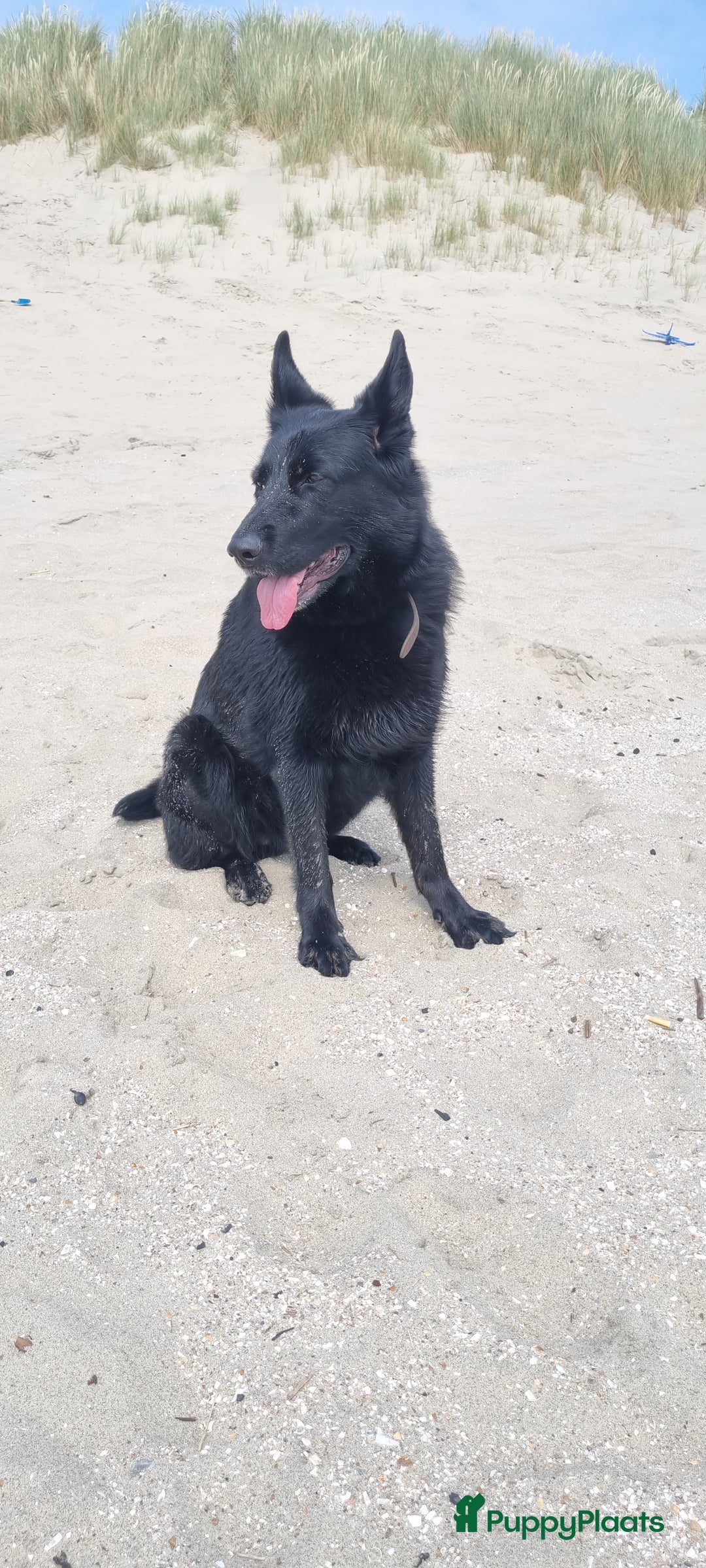 Duitse Herder honden te koop: Prachtige reu te koop - Advertentie 10