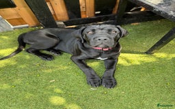 Cane Corso honden te koop: Cane Corso puppy's van 2 maanden oud te koop in Stad aan 't Haringvliet - Afbeelding 4