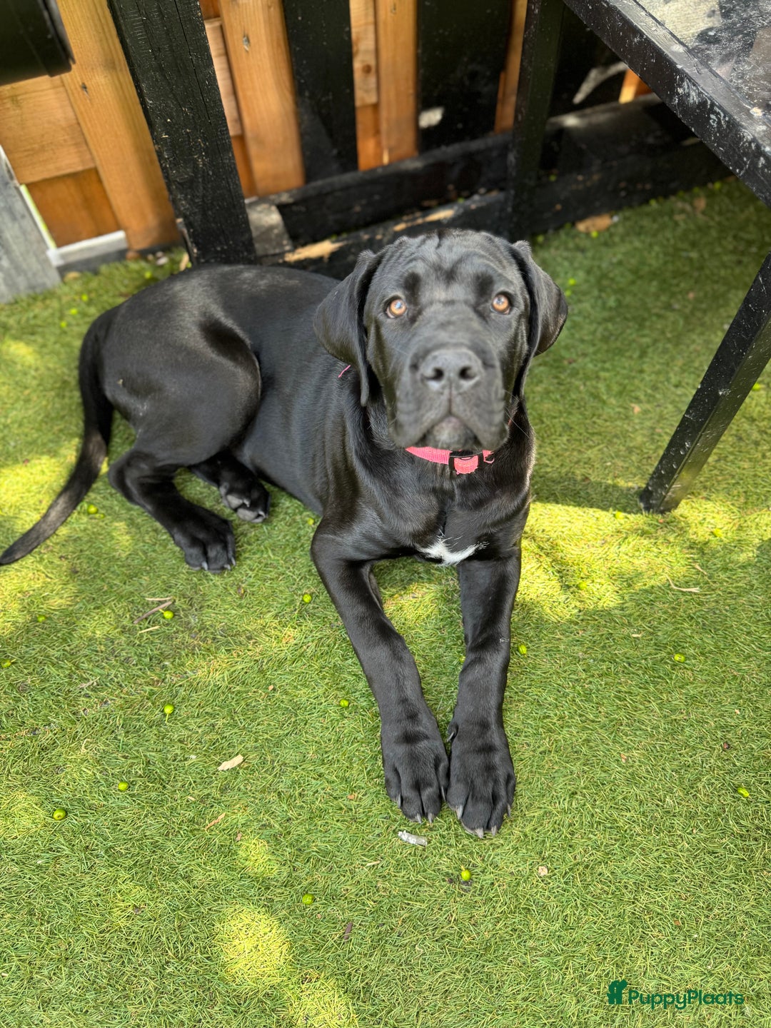 Cane Corso honden te koop: Cane Corso puppy's van 2 maanden oud te koop in Stad aan 't Haringvliet - Afbeelding 4