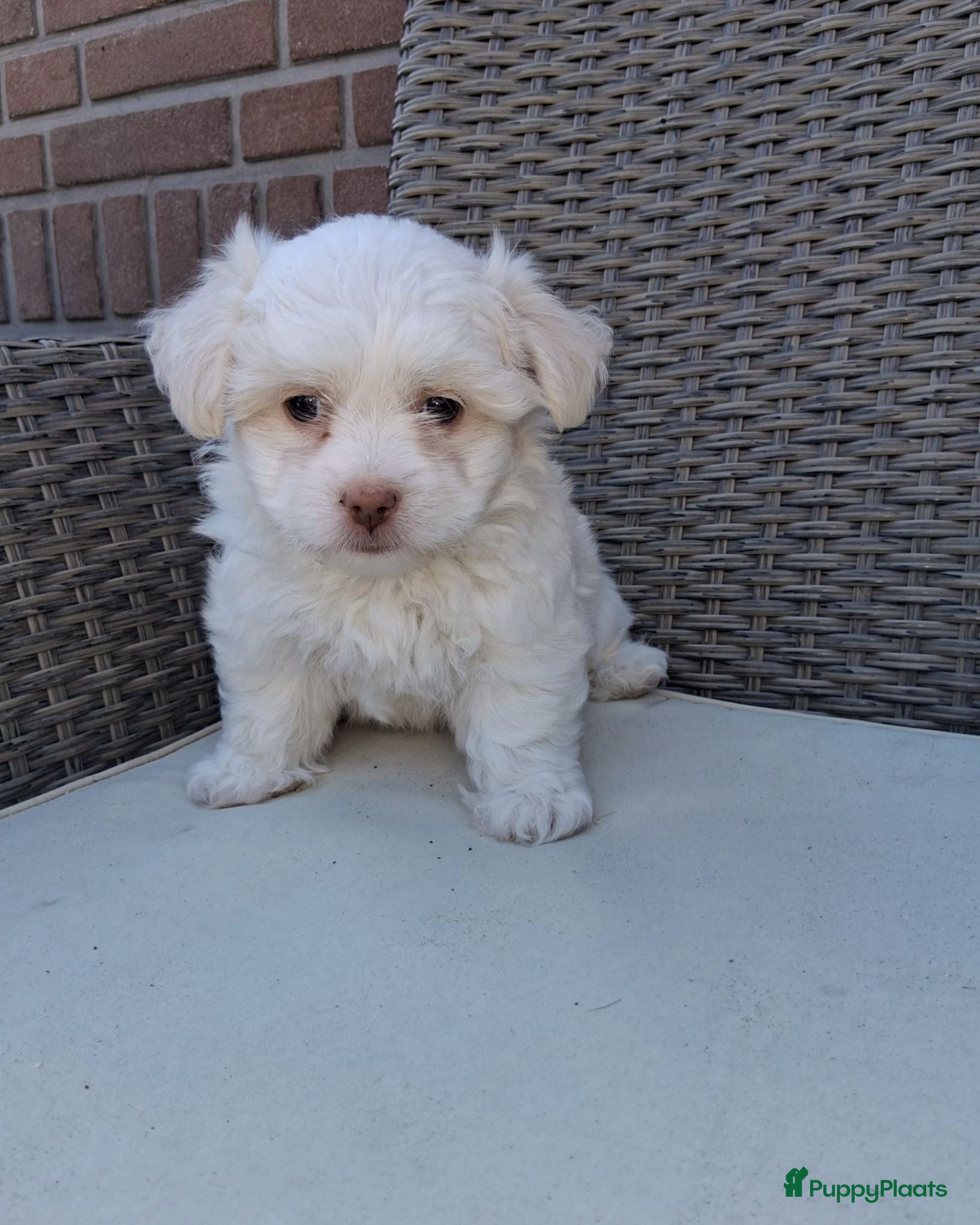 Maltezer honden Lieve maltezer pup tekoop - Advertentie 8