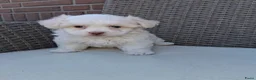 Maltezer honden te koop: Lieve maltezer pup tekoop - Advertentie 1