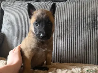 Mechelse Herder honden Prachtige Mechelse herder pups! - Advertentie 1